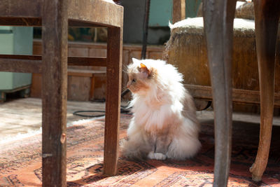 Dog looking away while sitting on wood