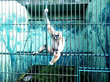 View of dog in cage