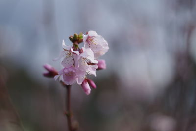 Close-up of pink cherry blossom