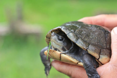 Close-up of hand holding lizard