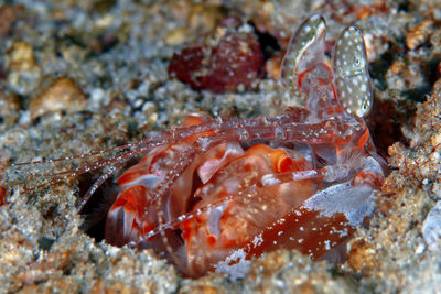 Close-up of fish underwater