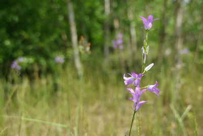 Close-up of pink flowering plant on field