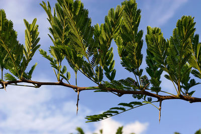 Low angle view of leaves on tree against sky