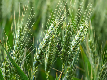 Closeup of green wheat ears in a summer wheat field