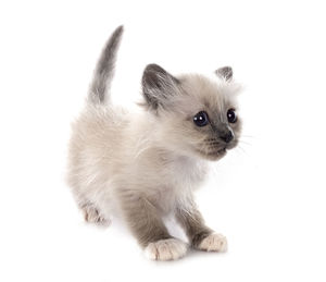 Cat lying on white background