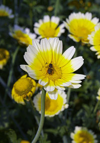 Close-up of bee pollinating flower