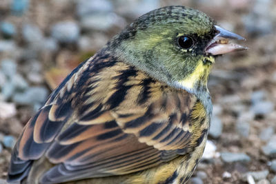 Close-up of bird perching on field