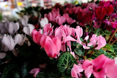 Close-up of pink flowers