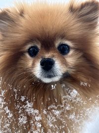 Close-up of dog on water
