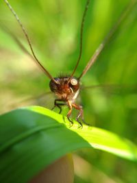 Close-up of insect on leaf