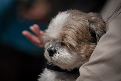 Close-up of dog