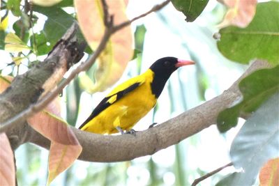 Low angle view of bird perching on branch