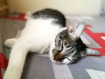 Close-up of cat lying down