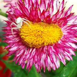 Close-up of yellow flower blooming outdoors