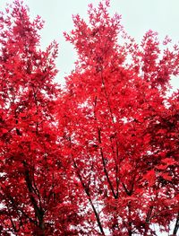 Low angle view of trees against sky