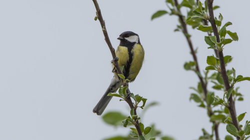 Low angle view of great tit perching on tree against clear sky