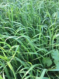 Full frame shot of plants growing on field