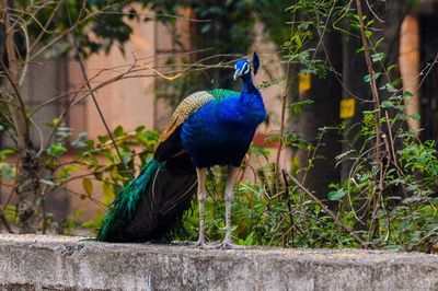 Close-up of a peacock