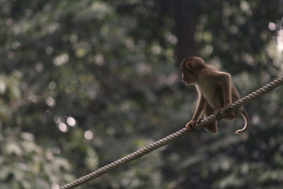 Low angle view of monkey perching on tree