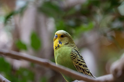 Close-up of budgerigar perching on branch