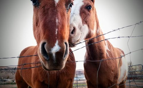 Horses standing inside a fence