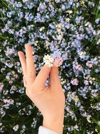 Low section of woman holding white flowering plants