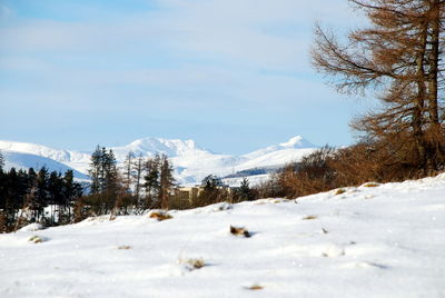 Trees on snow covered landscape against sky
