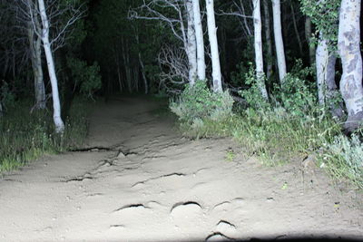 Trees in forest