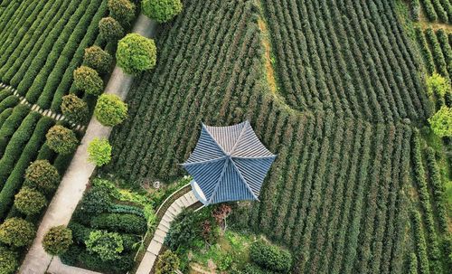 High angle view of corn field