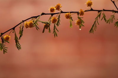 Low angle view of flowering plant against sky