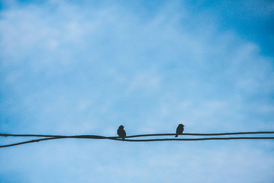 Low angle view of birds perching on cable against sky