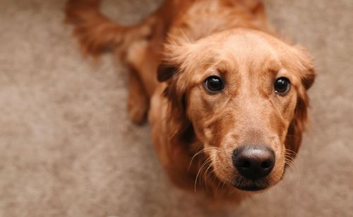 Close-up portrait of dog