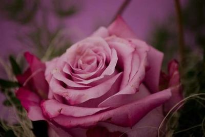 Close-up of pink rose