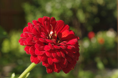 Close-up of red flower blooming outdoors