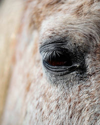 Close-up of horse eye