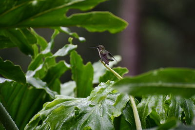 Close-up of insect perching on plant