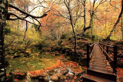 Trees in forest during autumn