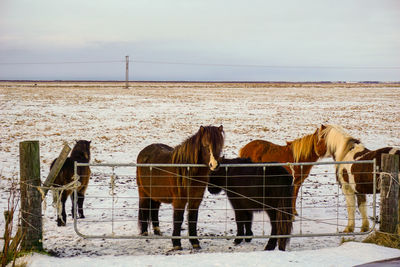 View of horse on snow covered field