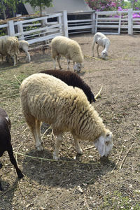 Sheep grazing in a field