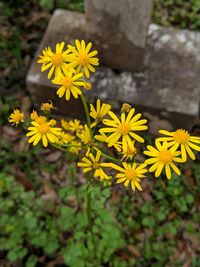 Close-up of yellow flowering plant