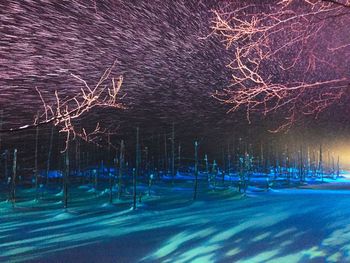 Illuminated tree against sky at night during winter