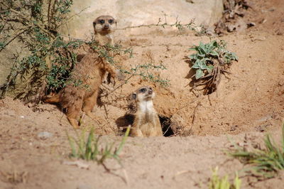 Lion sitting on plant