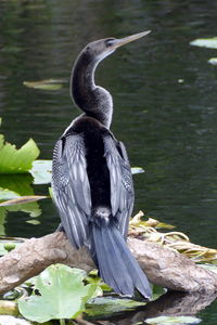 Close-up of swan perching on lake