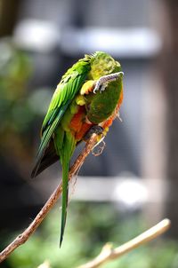 Close-up of parrot perching on leaf