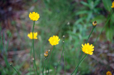 Close-up of bee on yellow cosmos flower blooming on field