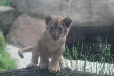 Portrait of young lion outdoors