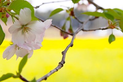 Close-up of cherry blossoms in spring