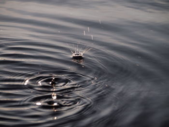 Close-up of jellyfish swimming in lake
