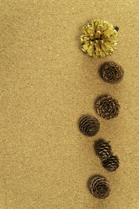 Directly above shot of flowering plants on sand