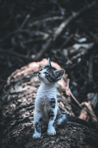 High angle view of cat on rock